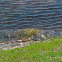 Alligator at Kennedy Space Center