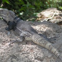 Chuckwalla