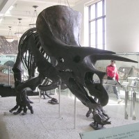 American Museum of Natural History