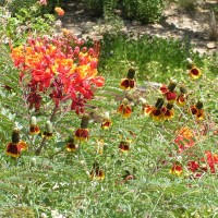 Desert Flowers