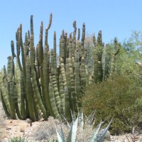 Pipe Organ Cactus