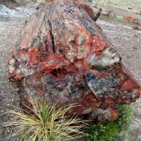 Petrified Forest