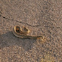 Rattlesnake