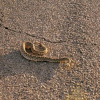 Rattlesnake