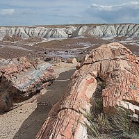 Petrified Forest