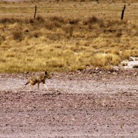 New Mexico 2006