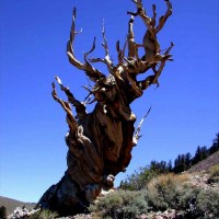 Ancient Bristlecone Pine Tree