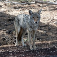 Coyote Grand Canyon