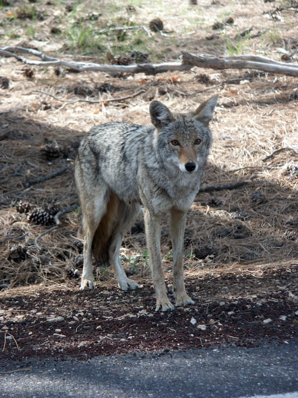 Coyote Grand Canyon