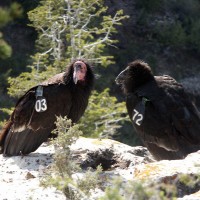 A pair of California condors Grand Canyon