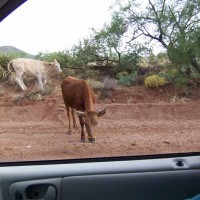 Arizona wildlife