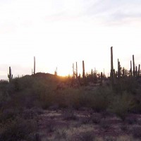 Saguaro National Forest