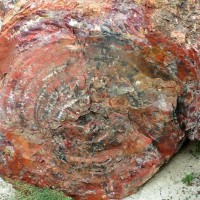 Petrified Forest