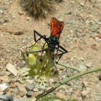 Tarantula Hawk Wasp