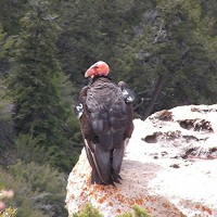 California condor at Grand Canyon