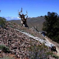 Ancient Bristlecone Pine Forest