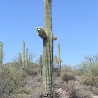 Cactus in Bloom