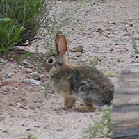 Northern Arizona wildlife