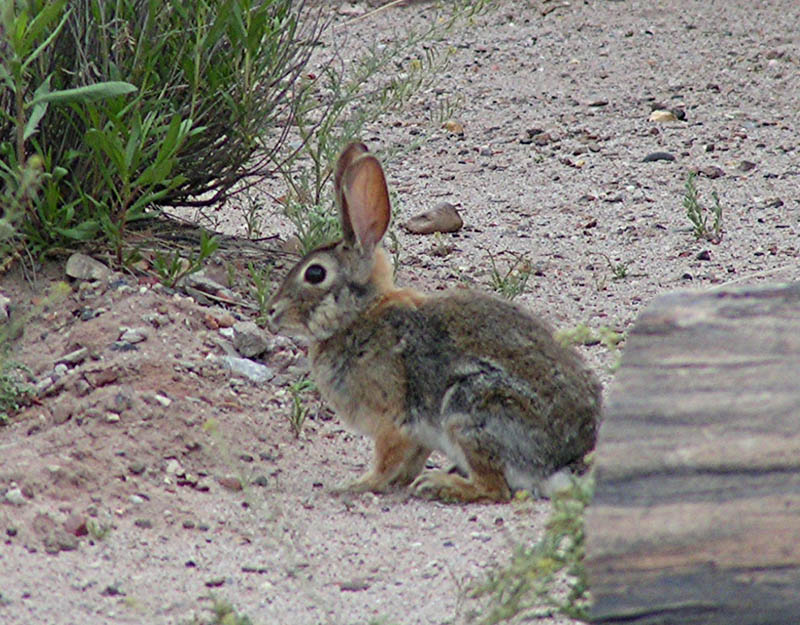 Northern Arizona wildlife