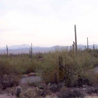 Sonoran Desert