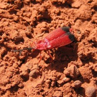 Red Beetle