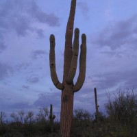 Saguaro Cactus