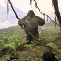 American Museum of Natural History