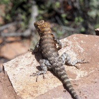 Lizard at Wupatki