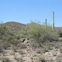 Senoran Cactus