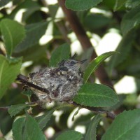 Hummingbirds