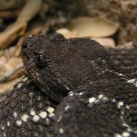 Black Rattlesnake