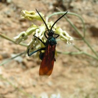 Tarantula Hawk Wasp