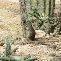 Prarie Dog