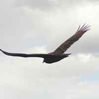 California condor in flight