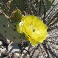 Cactus Flower