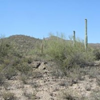 Senoran Desert Panorama