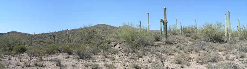 Senoran Desert Panorama