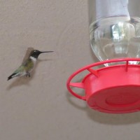 Hummingbird