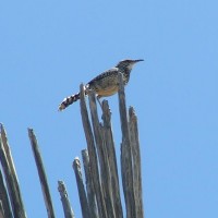 Cactus Wren