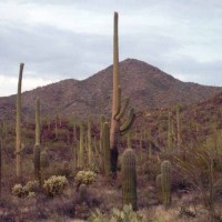 Saguaro National Forect