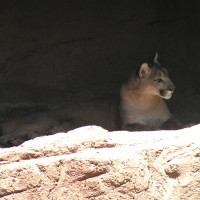 Mountain Lion