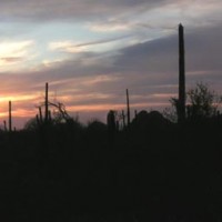 Sunset in the Senoran Desert