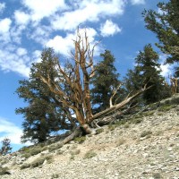 Whte Mountain Trip