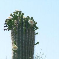 Cactus in bloom