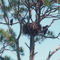 Wildlife at Kennedy Space Center