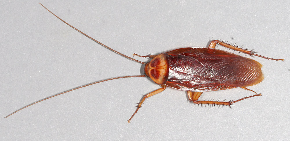 NASA Wants its Cockroaches Back