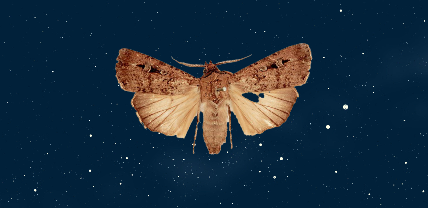 Night Flight of the Australian Bogong Moths