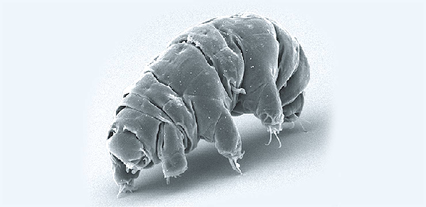 Tardigrades: The Hardiest Little Organisms