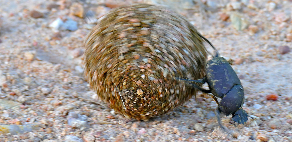 The Sun, Moon, Stars, and the Dung Beetle