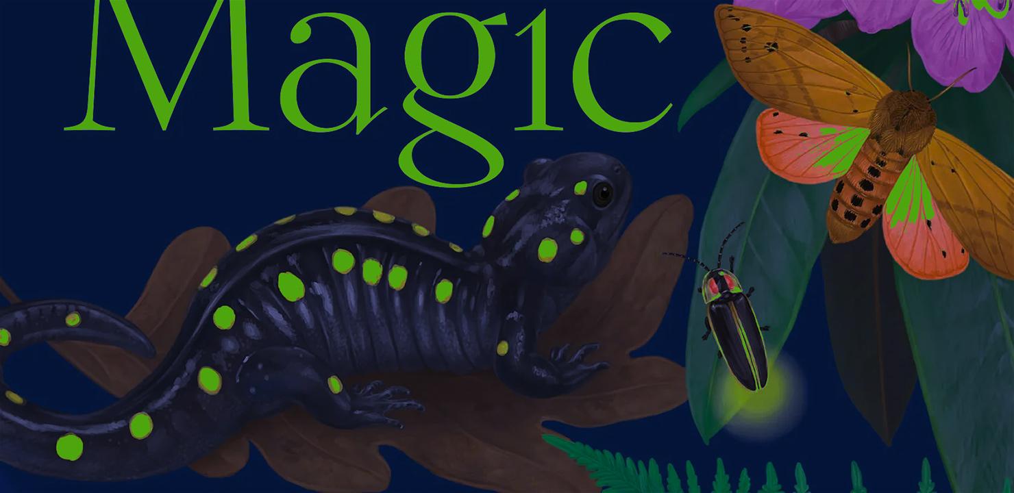 Book Review: Night Magic